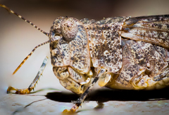 Trimerotropis ochraceipennis