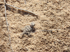 Phrynosoma coronatum