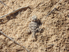 Phrynosoma coronatum