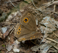 Brakefieldia perspicua