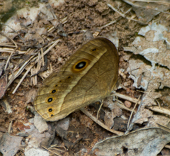 Brakefieldia perspicua