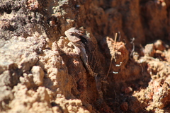 Phrynosoma braconnieri