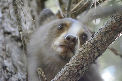 American Black Bear photographed in California