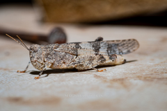 Trimerotropis ochraceipennis