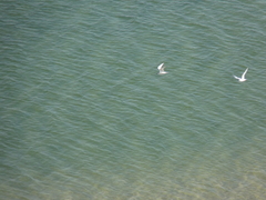 Thalasseus sandvicensis