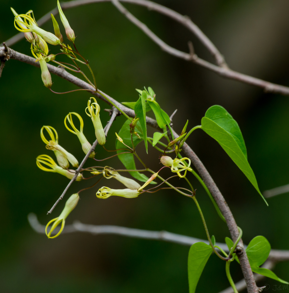Candle Vines