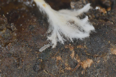 Parisotoma notabilis