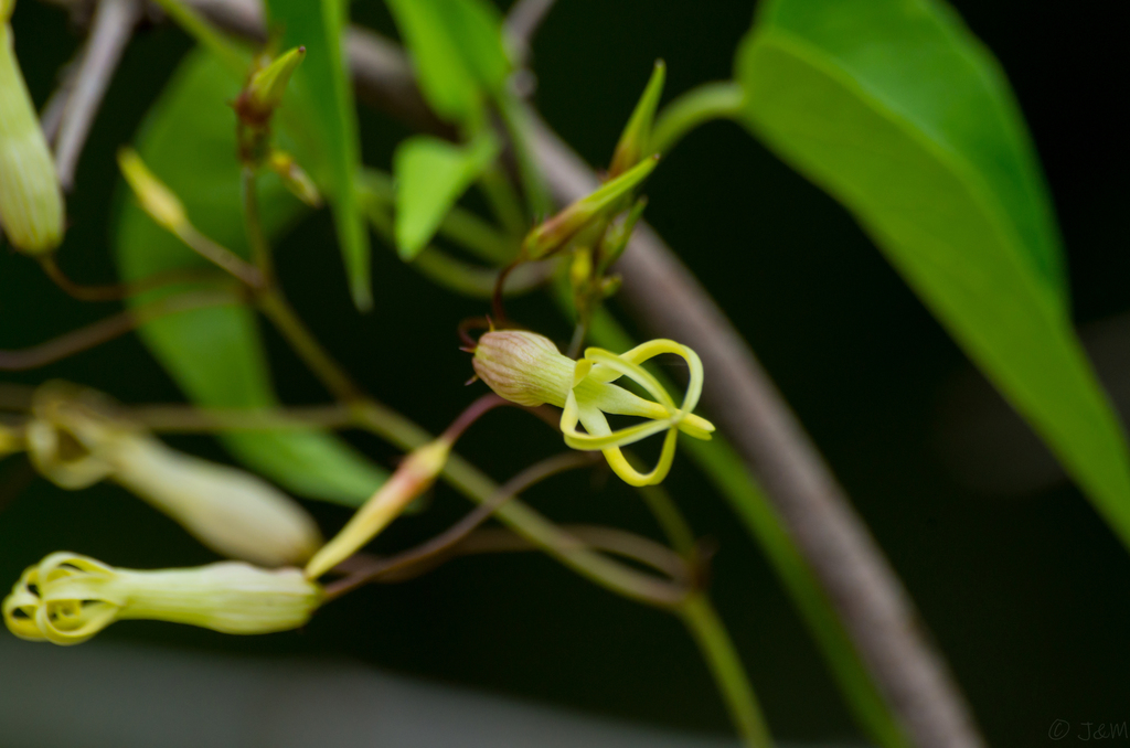 Riocreuxia polyantha