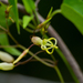 Riocreuxia polyantha - Photo (c) Jaunne-Marelize Van Tonder, algunos derechos reservados (CC BY-NC), subido por Jaunne-Marelize Van Tonder