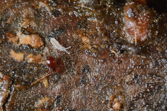 Parisotoma notabilis