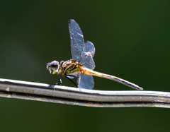 Cannaphila