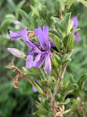 Dyschoriste rogersii