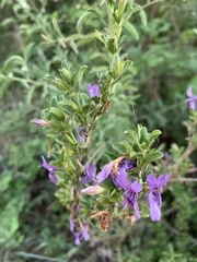 Dyschoriste rogersii