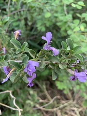 Dyschoriste rogersii