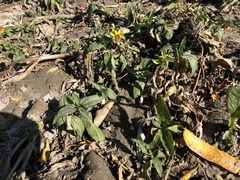 Bidens laevis