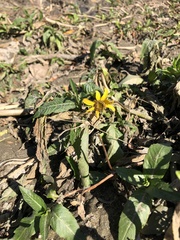 Bidens laevis