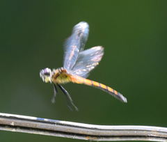 Cannaphila