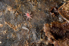 Parisotoma notabilis