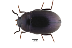 Platydema violacea