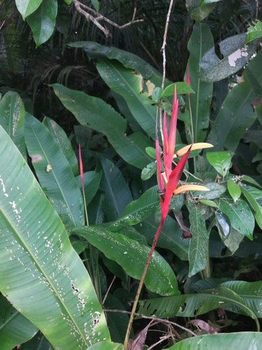 Heliconia osaensis