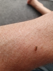 Cryptamorpha desjardinsi