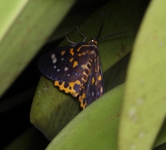 Dysphania bivexillata
