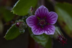 Geranium multiflorum