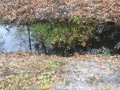 Lilaeopsis carolinensis