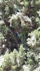 Poicephalus robustus