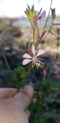 Oenothera simulans