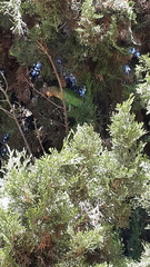 Poicephalus robustus