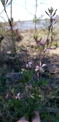 Oenothera simulans
