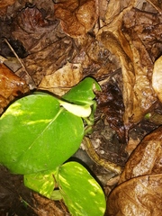 Epipremnum