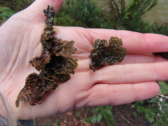 Lobaria anthraspis