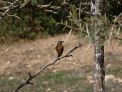 Phoenicurus moussieri