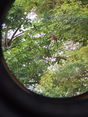 Trogon mesurus