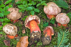 Rubroboletus rubrosanguineus