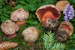 Rubroboletus rubrosanguineus