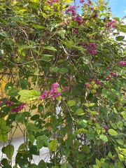 Magnoliopsida