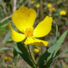 Bush Poppy - Photo (c) Stan Shebs, some rights reserved (CC BY-SA)
