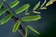 Vachellia farnesiana