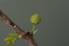 Vachellia farnesiana