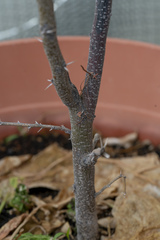 Vachellia farnesiana
