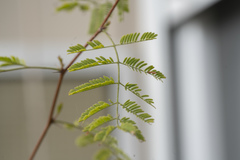 Vachellia farnesiana
