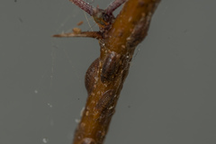 Coccidae
