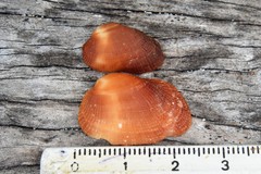 Barbatia domingensis
