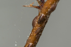 Coccidae