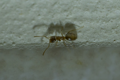 Plagiolepis pallescens