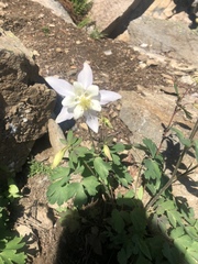 Aquilegia coerulea
