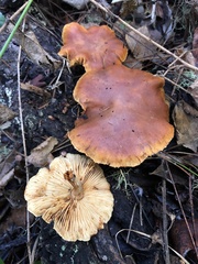 Gymnopilus luteocarneus